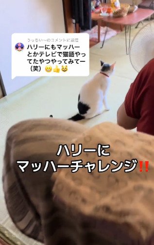 猫ちゃんが話題の「マッハー」にチャレンジ！まさかの反応に「立派な猫ちゃんですね！」の声