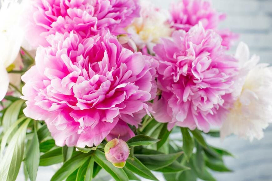 Marika Kosheleva/shutterstock.com