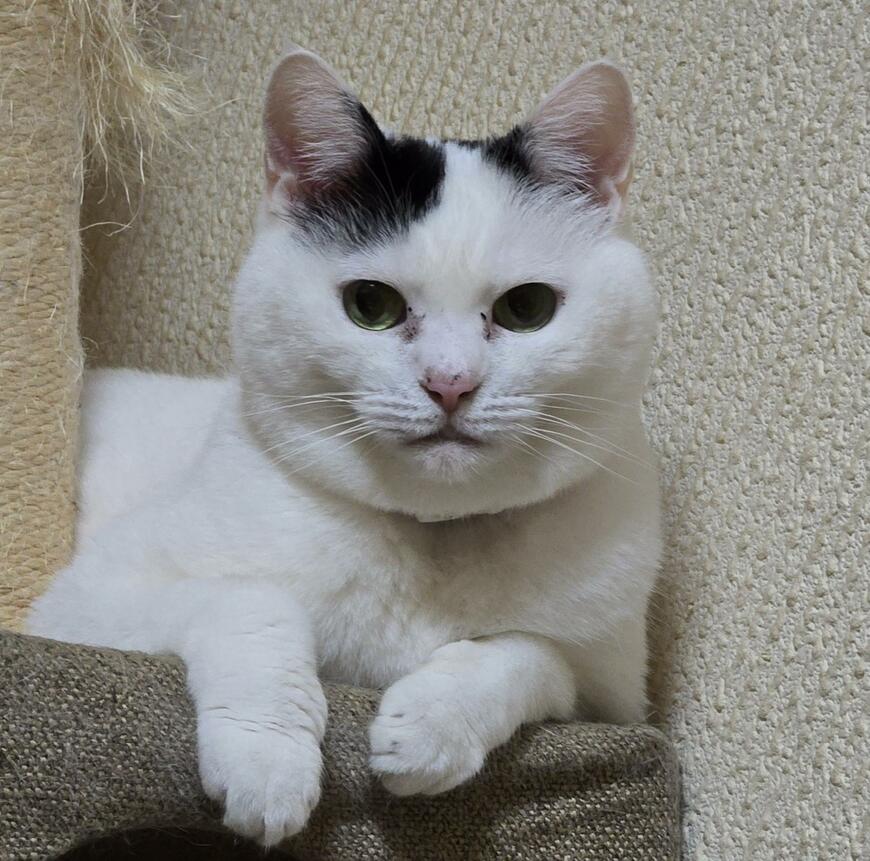 丸いお顔がかわいい猫ちゃん　真剣に「日課」をこなす様子に思わずホッコリ