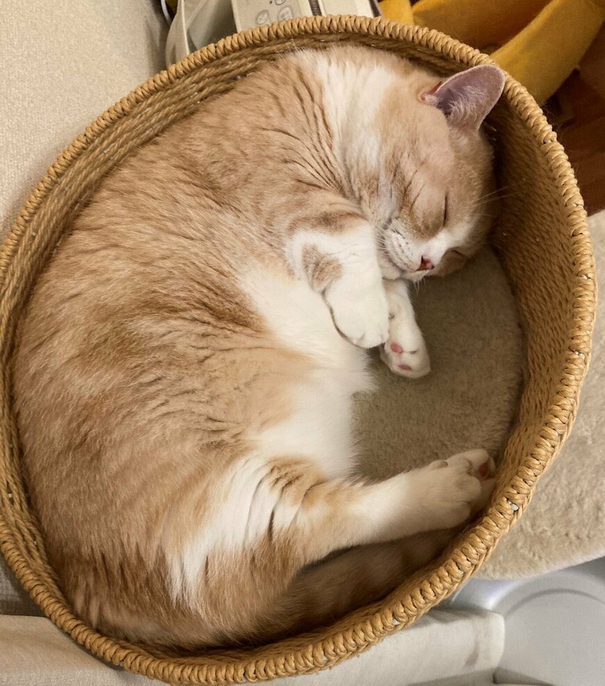 出所：@nekotansoku