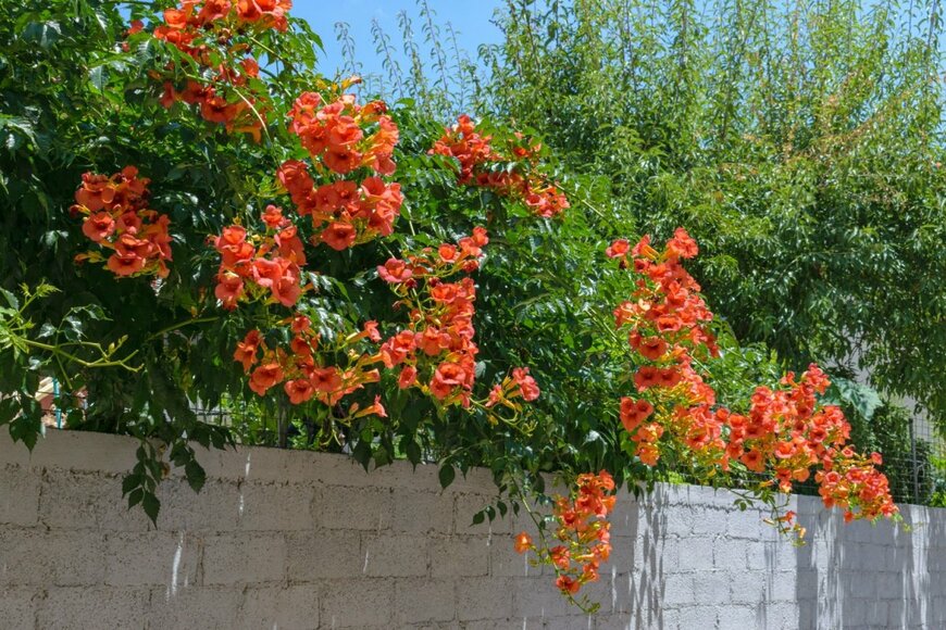 【ガーデニング】ローメンテな庭を目指すなら「安易に植えてはいけない」花木5選