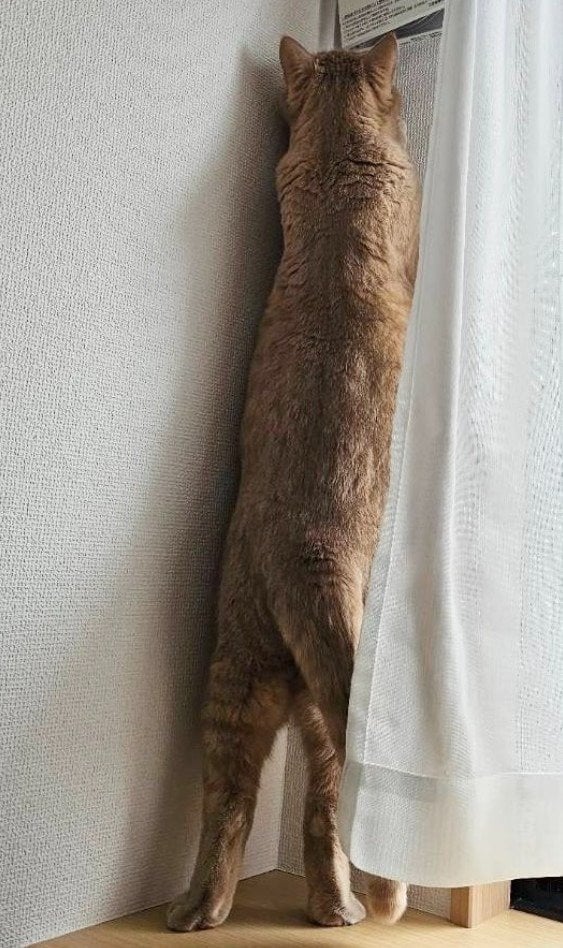 出所：@TsunaIsCat