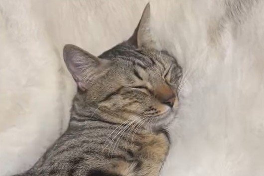 1.6万バズ「お布団」でぬくぬく…じゃない！保護猫たちに反響