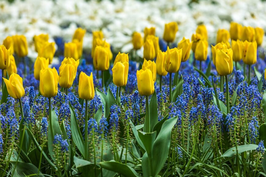 【ガーデニング】イエローとブルーの配色がオシャレ！花壇や庭を春らしく彩るオススメの花15選