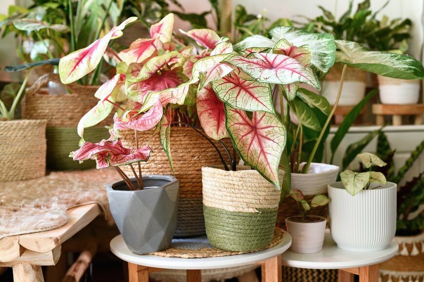 【オシャレで個性的な観葉植物6選】夏の室内を涼しげに演出する！ユニークな姿の植物を紹介