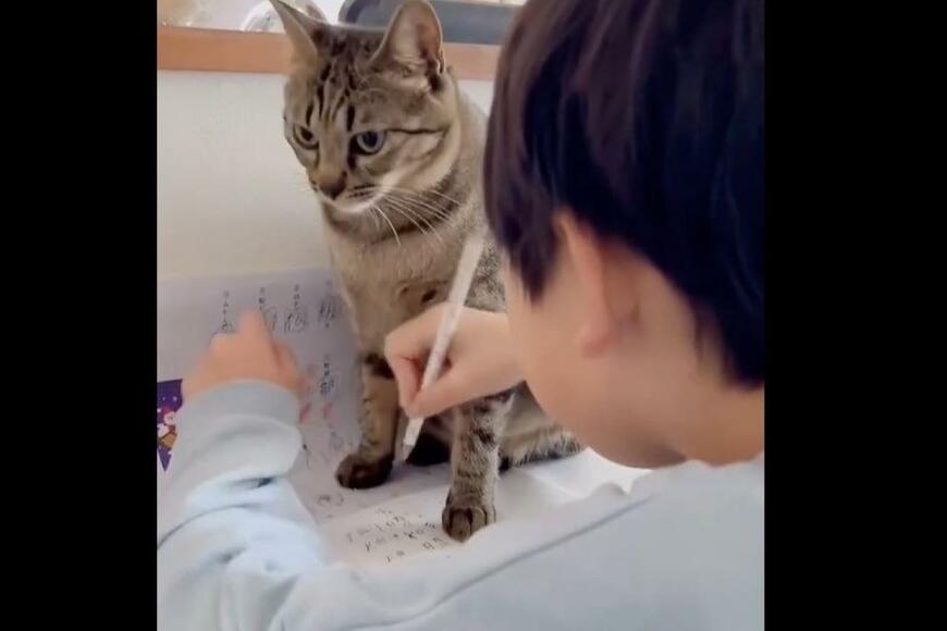 漢字練習を断固として阻止する元保護猫さん　念願叶ったウットリ姿に癒される