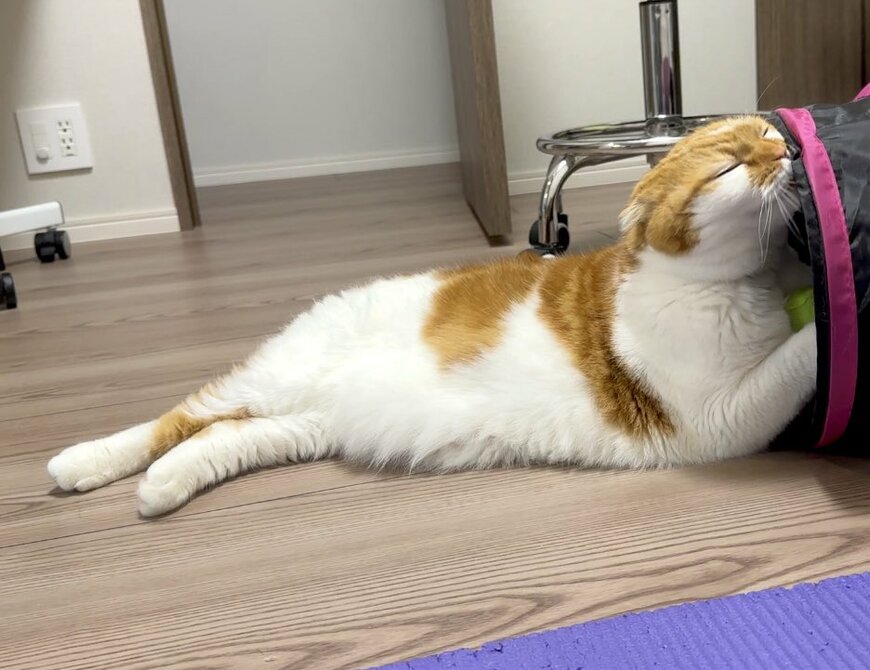 トトロのような猫