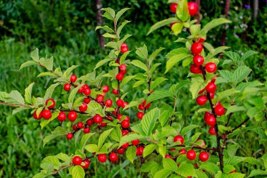 ユスラウメの赤い実。枝にたたわについている