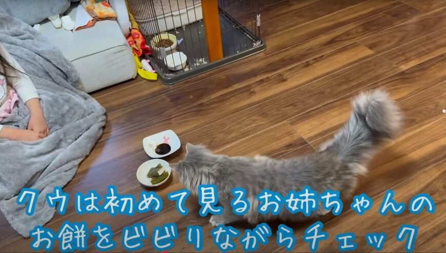 お餅に興味がある猫