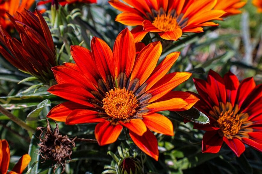 濃いオレンジ色の花を咲かせている、ガザニア