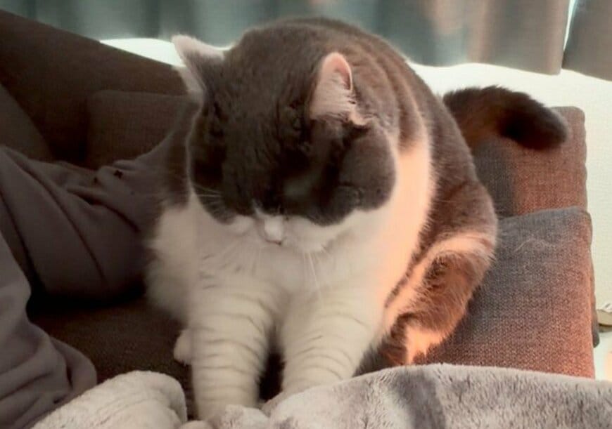 「おにぎり化」で現実逃避？