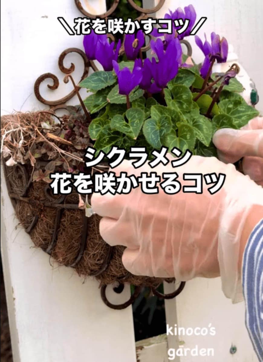 シクラメンの花を咲かせるコツ　タイトル画像