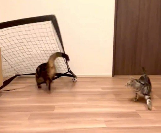 猫とゴールと猫