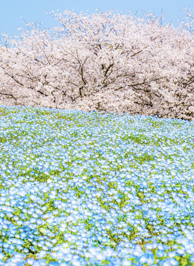 福岡県で撮影された桜とネモフィラ