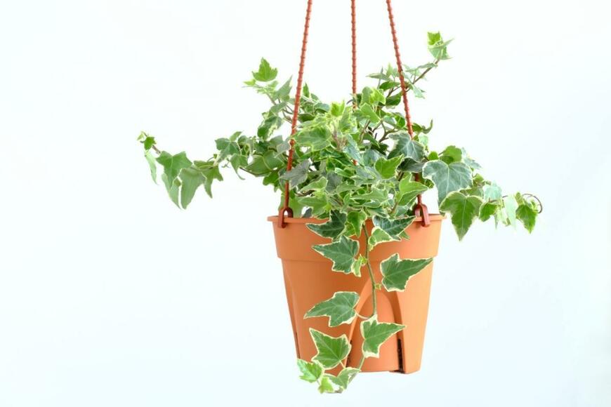 プランター栽培のつる植物