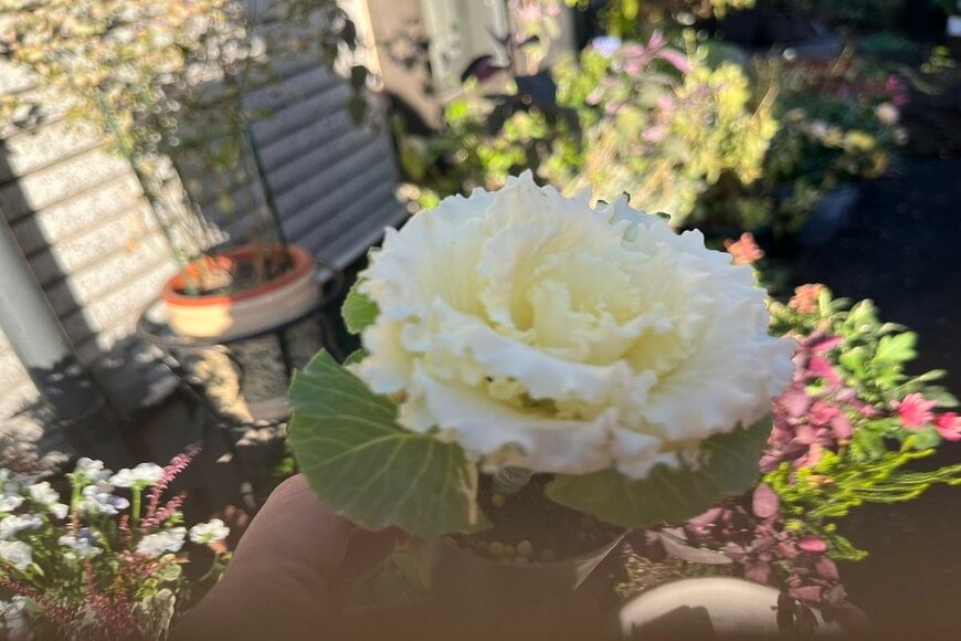 主役を飾る「白のミニハボタン」