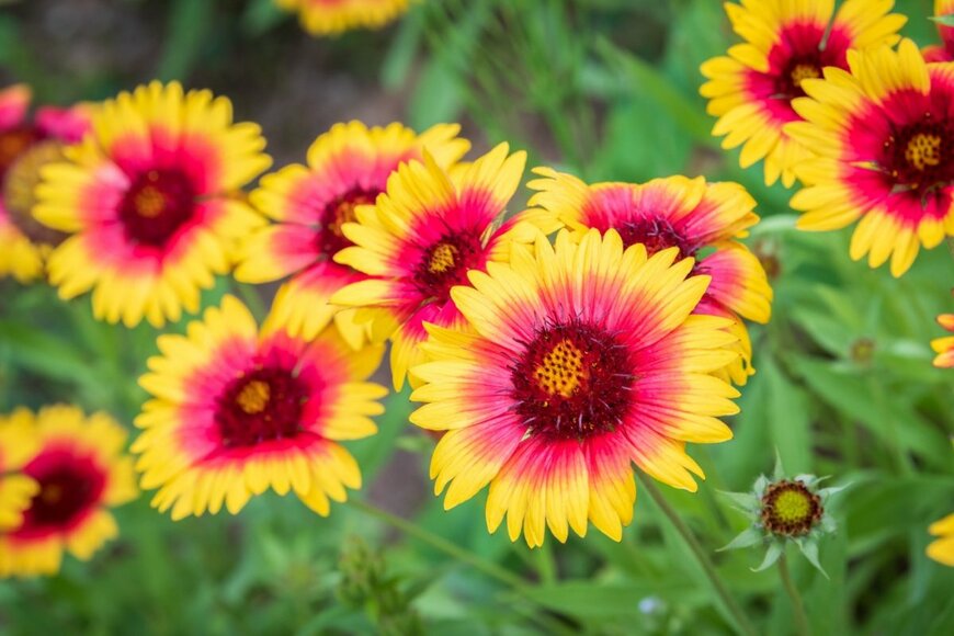 花の中央が赤、花びらの外側が黄色の、ガイラルディアの花