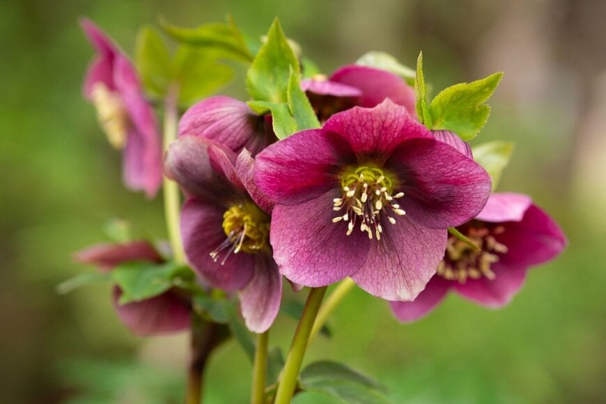 ワインレッドの花を咲かせている、クリスマスローズ