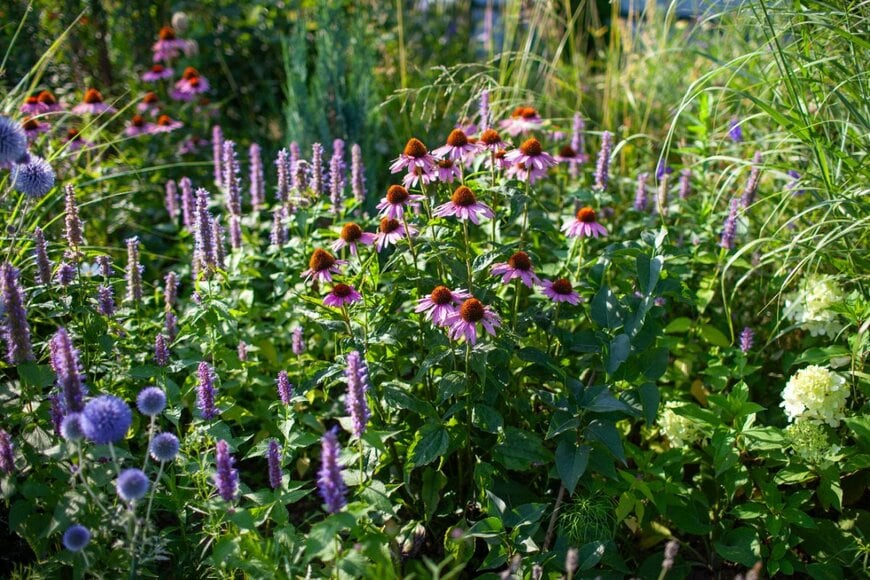 ピンクのエキナセア、青いエキノプス、薄紫色のアガスターシェなどの多年草の花が咲いている庭