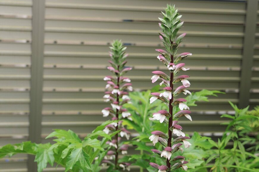 紫色のガクと白い花びらが特徴の、アカンサス・モリス