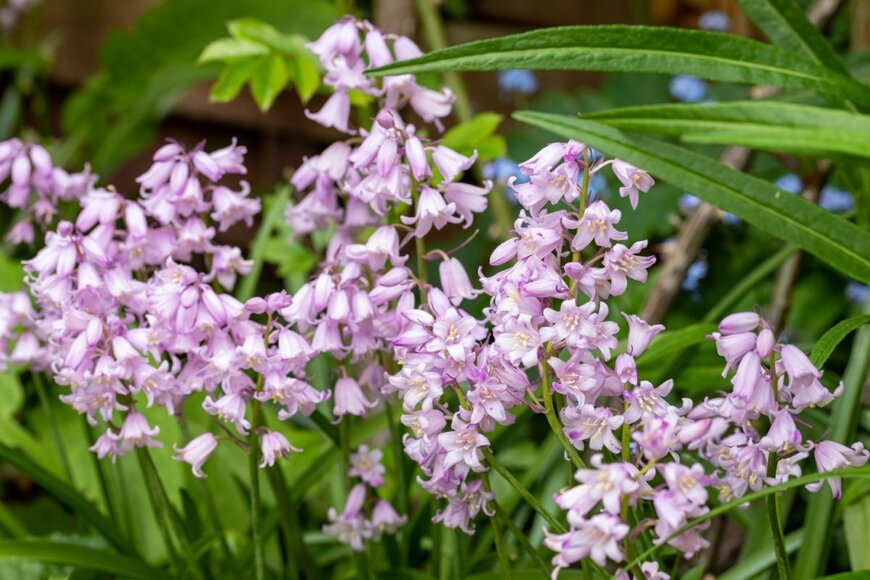 ヒアシンソイデス