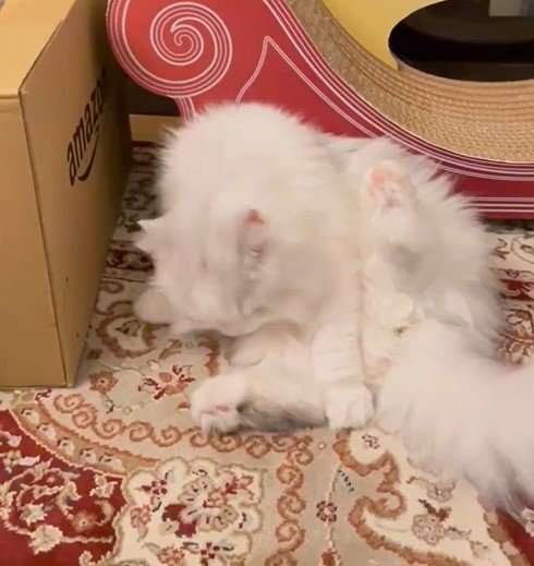 毛づくろいする猫