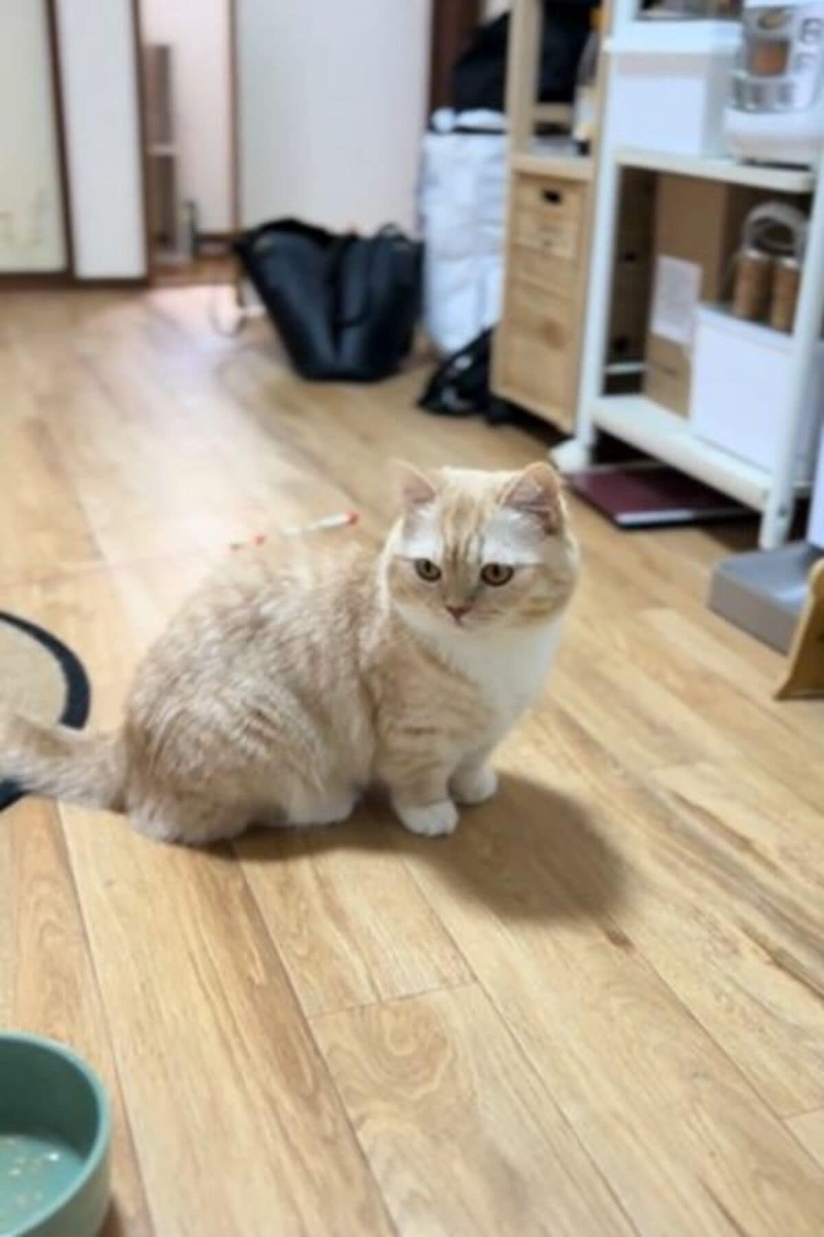 人間だったら32歳の猫ちゃん「食べさせて」と飼い主に甘える…SNSでは