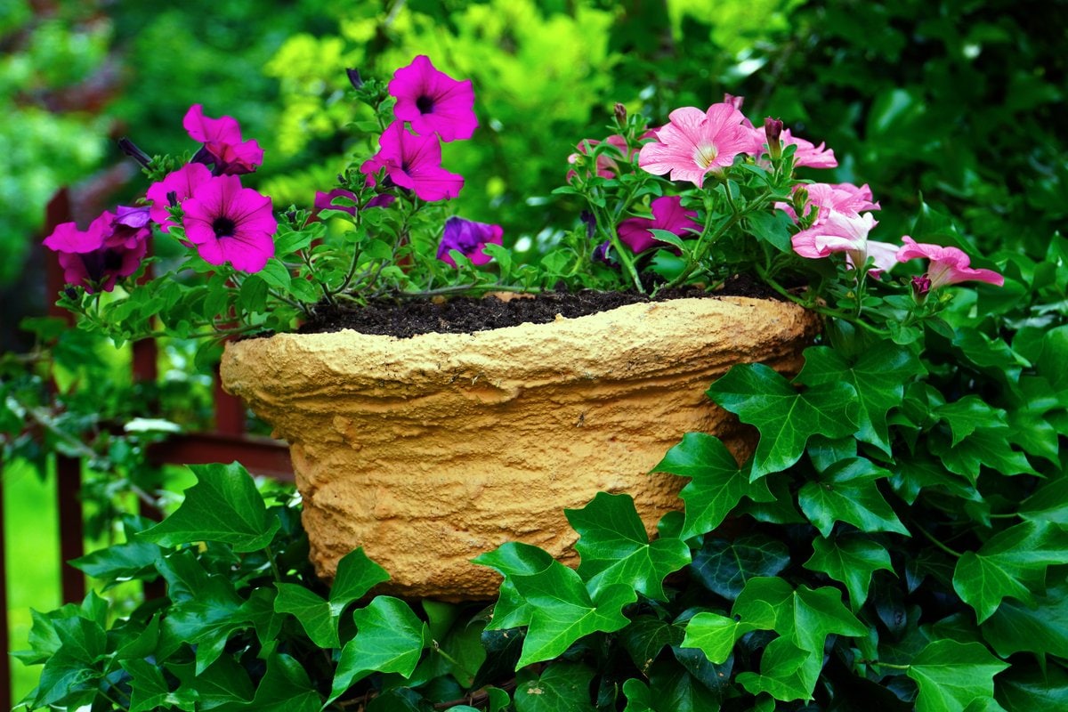 ガーデニング】寄せ植えは夏らしい色を選んでオシャレに！草花の