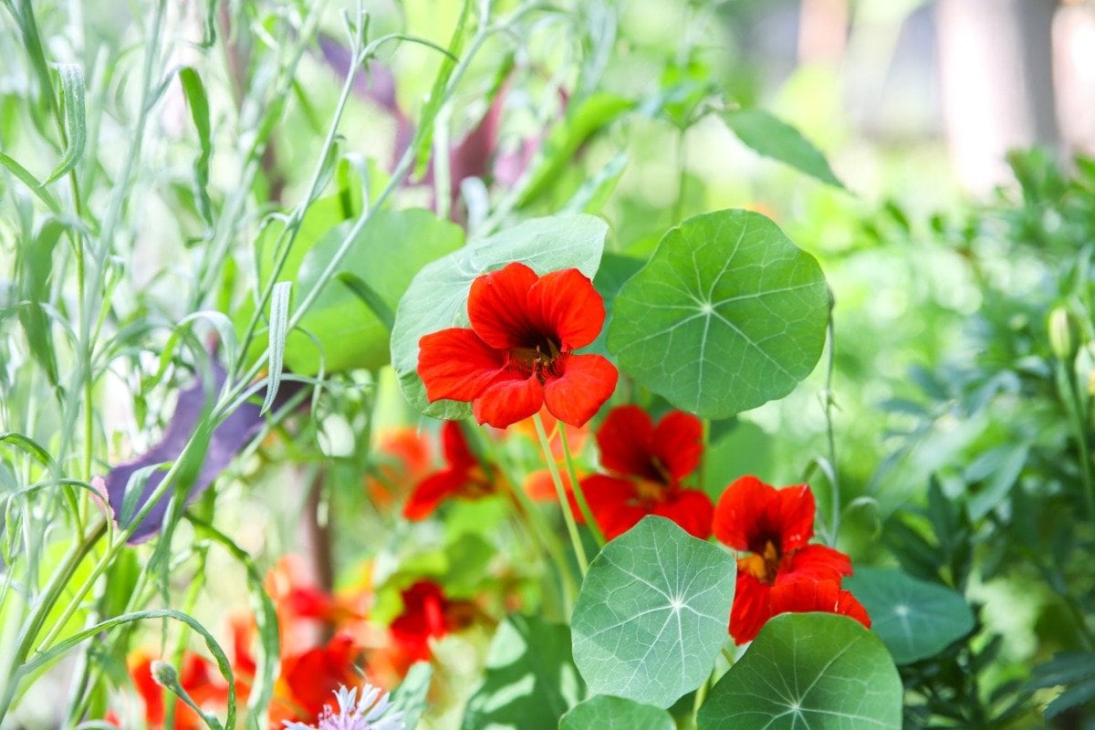 アロマティックハーブ垂直バルコニー織りポット