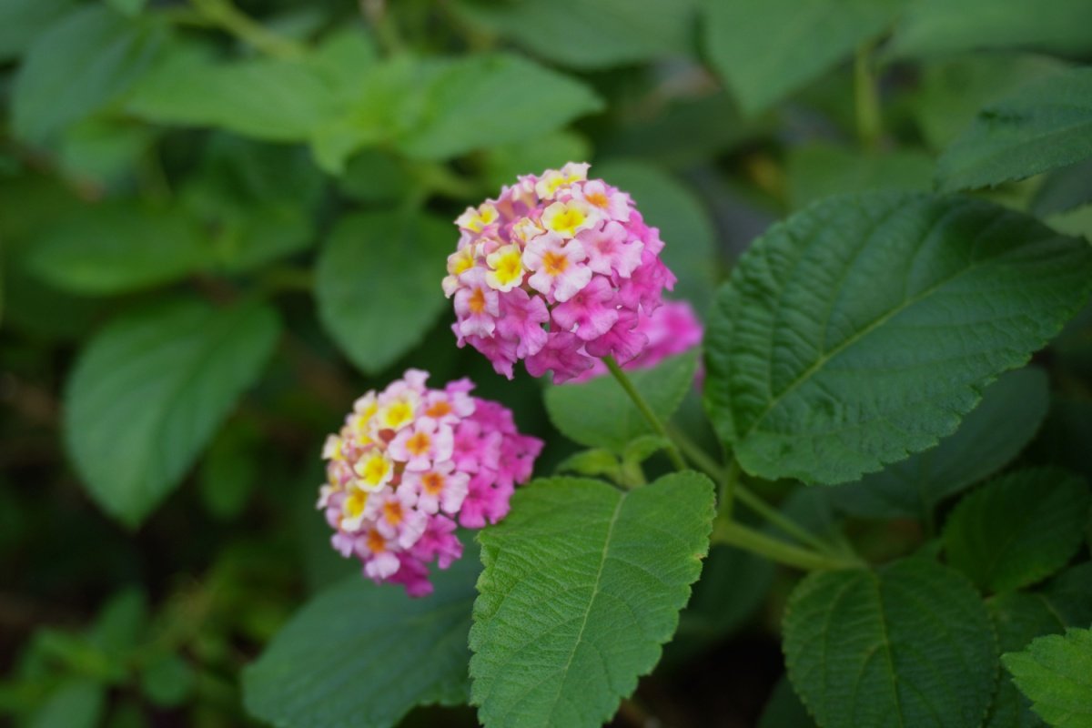 【ガーデニング】実は「こぼれ種で広がりすぎる植物」5選 安易な地植えはちょっと待った！？迷惑をかけず安全に楽しむ方法も紹介 | 4ページ目 |  LIMO | くらしとお金の経済メディア