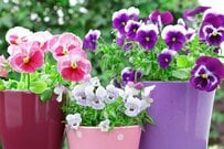 【ガーデニング代節約】冬～春ずっと飾れる寄せ植えでベランダが映える「寒さに強い植物」7選