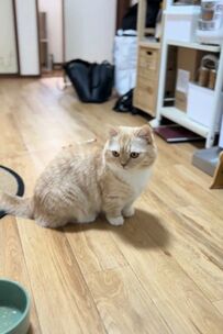 人間だったら32歳の猫ちゃん「食べさせて」と飼い主に甘える…SNSでは「いくつになっても甘えん坊」と癒される人続出