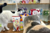 「大量に買ったアイス」を自宅で撮影　なぜか「猫だらけになった光景」に思わず笑ってしまう