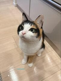 元保護猫ちゃんの寝姿を隠し撮りすると→人間味あふれる姿に笑わずにはいられない！