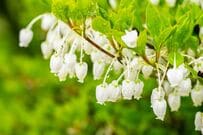 狭い庭や玄関先におすすめ！1本で一年中美しい小さめ落葉低木【ドウダンツツジ】魅力＆育て方