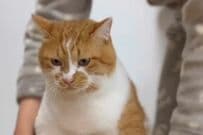 【もこもこ冬スタイル】元保護猫ちゃんのお散歩スタイルがキュート　「めちゃくちゃ可愛い」「あったかそう」