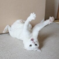 ひっくり返った猫ちゃんの猫らしからぬ大迫力の表情とポーズに「新しい演目かな」など反響！