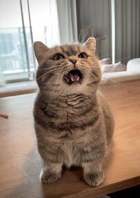 猫の名前を呼んでみると　あまりにも愛らしい「お返事」に2万件のいいね