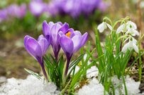 【寒冷地でも植えっぱなし】毎年春に花が咲く「寒さに強い」秋植え球根植物7選！植え方＆育て方も