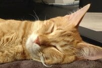 「トムとジェリー」みたいな保護猫がSNSで話題！