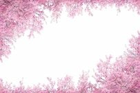 京都大学・農学研究科（修士）の学生が就職する上位企業とは