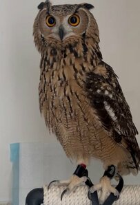 【くつろぐフクロウ】黒猫に元気に話しかける姿がかわいい！大きな声で鳴く様子に注目