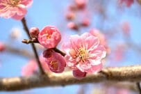 再来月4月が支給日【年金生活者支援給付金】「基準月額5450円」年金に上乗せ！「老齢・障害・遺族」基礎年金受給者が対象者