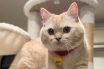ジャンプを失敗した「猫の行動」が話題に　あまりにも「人間っぽい様子」に思わず笑ってしまう