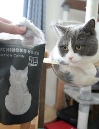 綿あめを食べる飼い主さんに驚く猫ちゃん　その理由に笑ってしまう