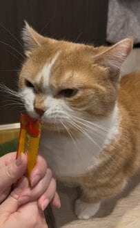 目付きが鋭い猫さん　大好きなおやつタイムの”うまうま顔”に思わず笑みが溢れる