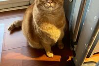 元保護猫さんの「ご飯が時間通り出てこないときの表情」に1万いいね「目が…」
