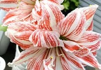 「カニカマみたいな花を見つけた」赤と白の配色が美しい花に「豚バラにも見える」「想像以上にカニカマ」