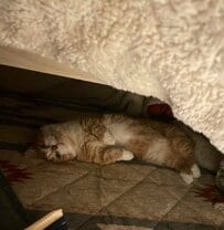 【冬の風物詩】こたつ布団をめくったら…→至福の表情でくつろぐ猫の姿に癒やされる