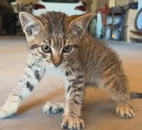 車にはねられ立ち上がれなかった子猫を保護　骨折の治療も乗り越えた現在の姿に「幸せになってほしい」